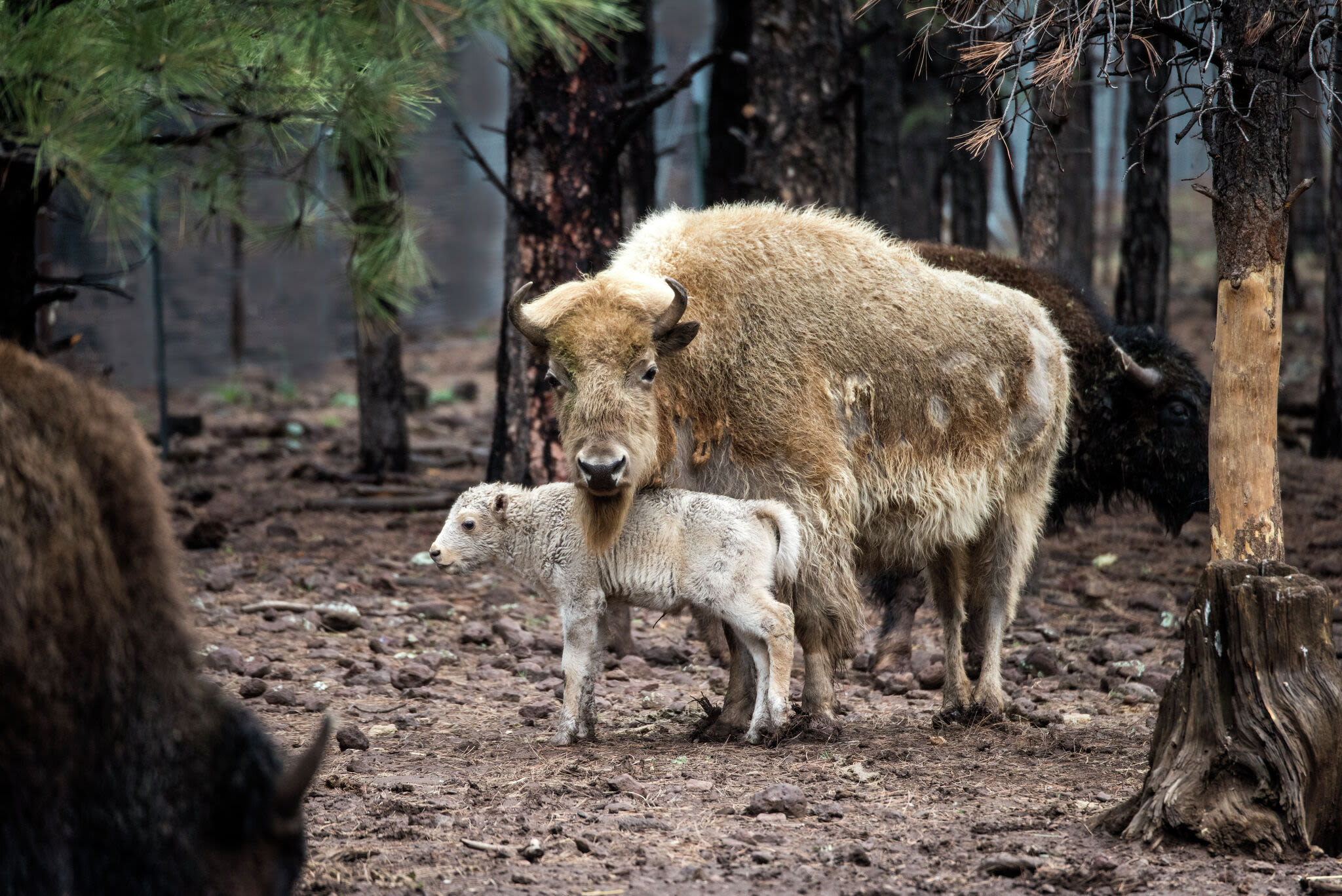 White bison birth in Yellowstone fulfills Native prophecy