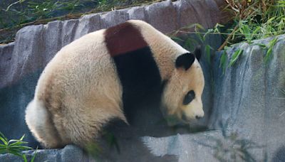 Panda-monium: San Diego Zoo welcomes giant pandas back to the U.S.