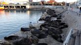 Gripe aviar: en la costa ya se registraron más de 100 muertes de lobos marinos en menos de una semana