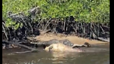 ‘Wow, death roll.’ Video shows two Florida alligators ripping at each other in river