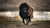 32 things to know about Newfoundland dogs