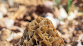 Missouri morel hunters continue to discover unpleasant surprise — human remains