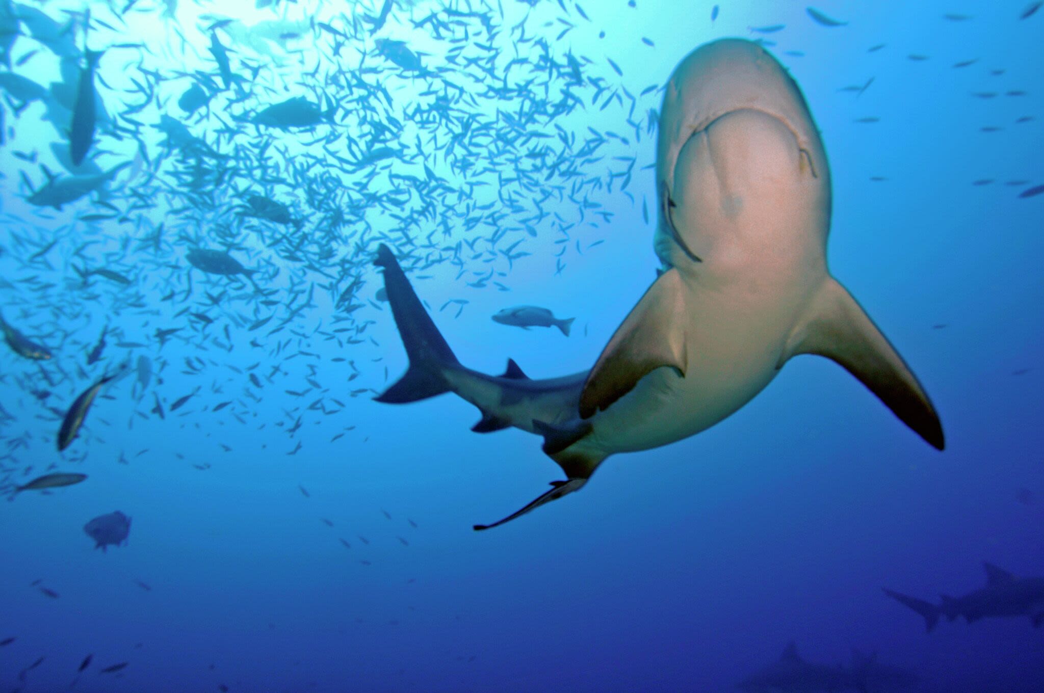 Baby bull sharks thrive in coastal Texas as water temperatures rise