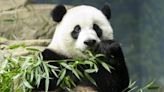 San Diego Zoo welcomes new pair of giant pandas from China