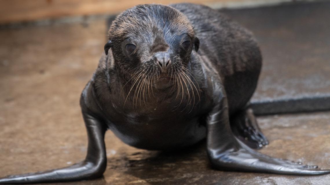 Tacoma zoo wants help naming first sea lion pup