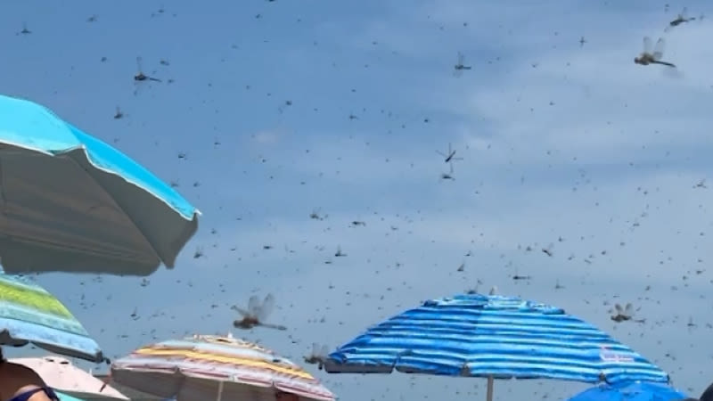 Why were there swarms of dragonflies in Rhode Island?