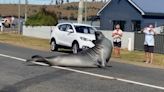 'Neil the Seal', Tasmania's elephant seal, becomes a viral Internet sensation