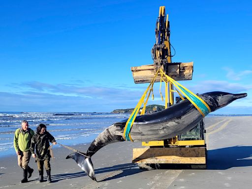 Una ballena varada en Nueva Zelanda podría dar pistas sobre la especie más desconocida del mundo