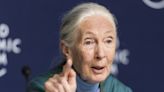 Jane Goodall, 90 años estudiando a los chimpancés para entender mejor al ser humano