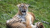 安徽野生動物園爆經營權糾紛 20隻東北虎疑疏於照顧死亡