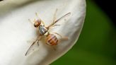 What you need to know about the oriental fruit fly quarantine