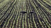 Photo: Canada geese feed in emerging crops on Sunday