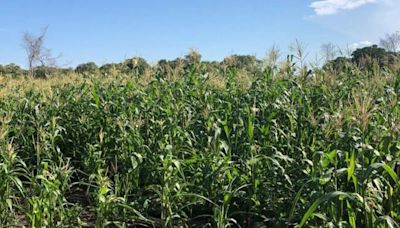 Planta de paneles solares para generar hidrógeno verde confronta a pobladores de Comitancillo en Oaxaca