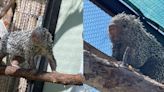 Meet Gigi and Olive, Phoenix Zoo's newest residents