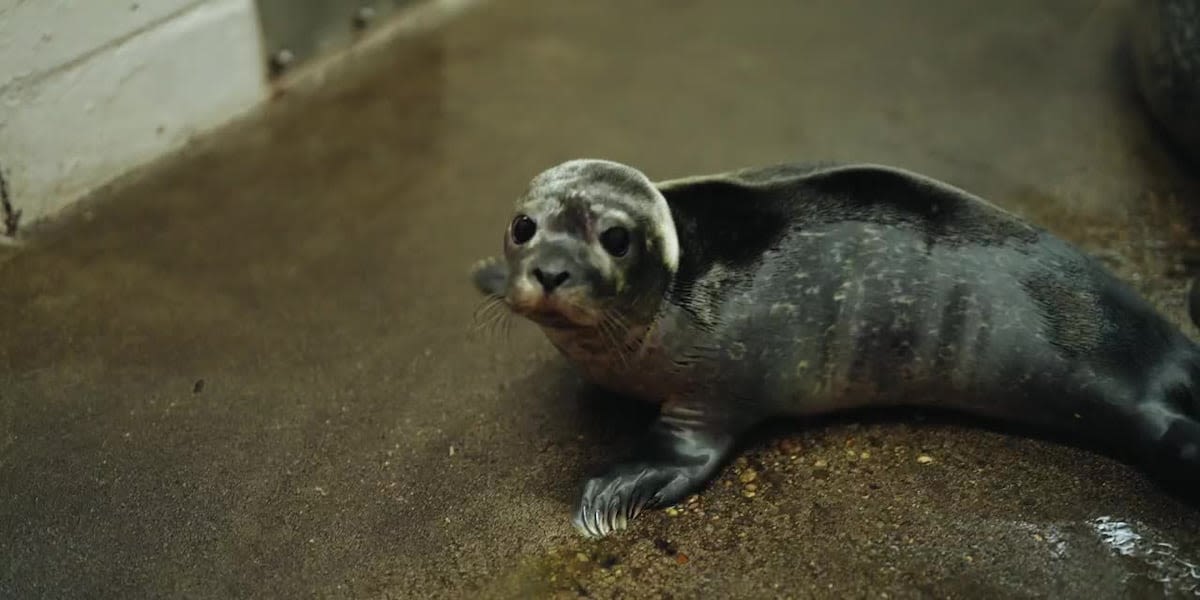 ‘He’s healthy, he’s strong, he’s feisty’: Aquarium celebrates baby harbor seal born on Mother’s Day