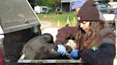 Bear hunt officially begins in New Jersey: Updates on the first day