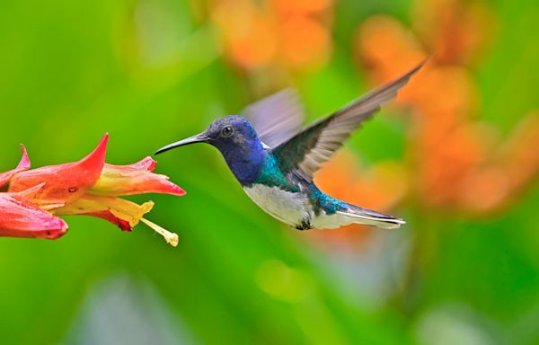 25 Gorgeous Flowers and Plants That Attract Hummingbirds