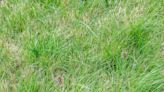 Buffalo Grass: A Low-Maintenance Lawn Option
