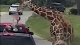 Girafa morde e 'sequestra' menina de 2 anos de veículo; veja vídeo