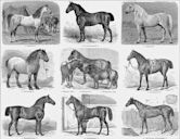 Horse breed