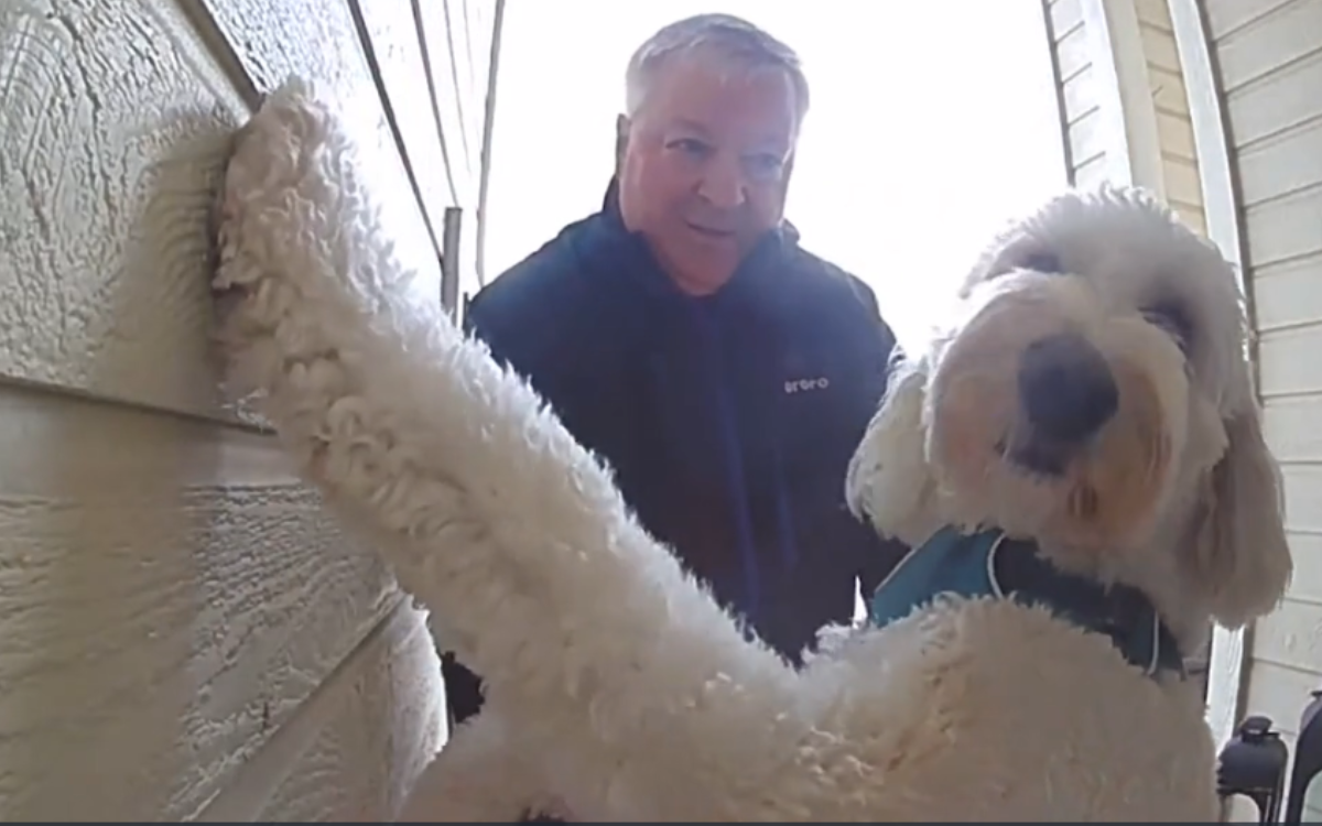 Dog has best reaction to hearing owner's voice on security camera intercom