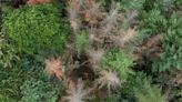 Majority of EU countries ask bloc to scale back deforestation law