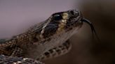Rattlesnake safety in Southern Colorado