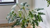 How to Grow and Care for Philodendron Xanadu