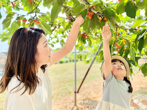 北海道私房秘境 「深川」夏採櫻桃看夏祭四大不能錯過！