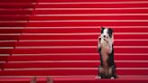 Messi, el perro actor llega a Cannes