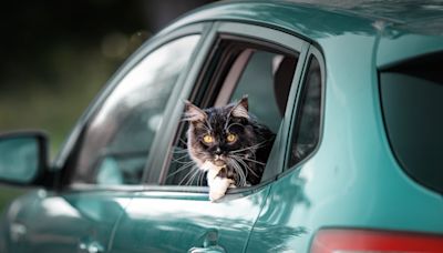 Maine Coon Cat Is So Excited To Go Hiking She Gets on Her 'Tippy Toes'