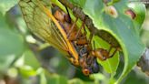 They're here! Cicadas arrive in Central Illinois