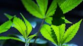 DOJ moves to reclassify marijuana. What happens next?