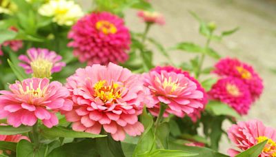 Should You Deadhead Zinnias? An Expert Says You Should ASAP—Here's Why