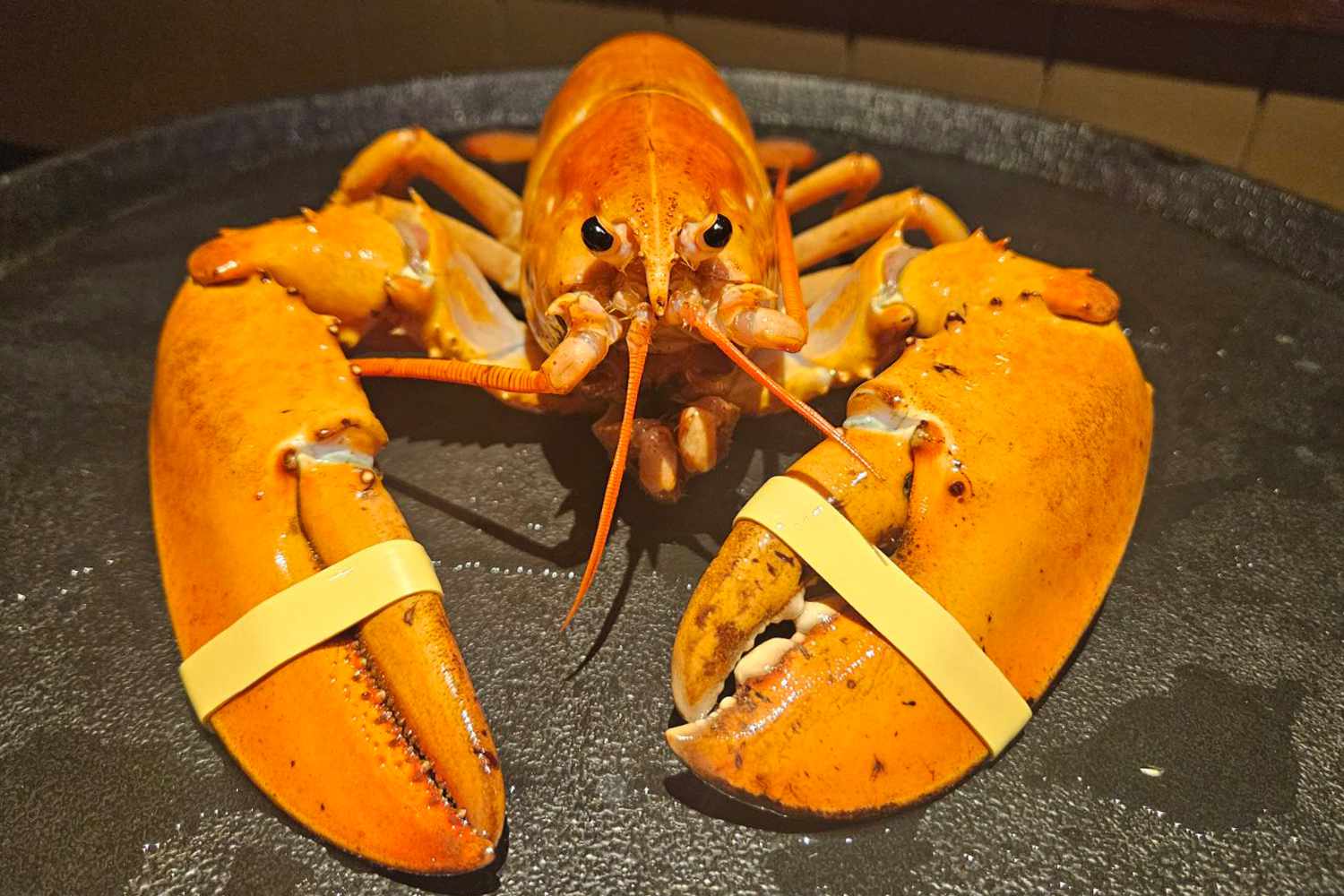 Red Lobster Gives Rare Orange Lobster Received in Shipment to Aquarium Instead of Cooking Critter