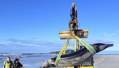 World's rarest whale washes up on New Zealand beach