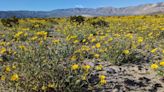 Wildflowers have Death Valley springing to life