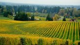 The Most Interesting Wine Scene in the US Is in Oregon’s Willamette Valley