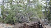 Wind that toppled tree on Tulita, N.W.T., home intensifying in Nunavut