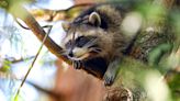 Dartmouth officials sent out a rabies warning after finding infected racoon. Here's what we know.