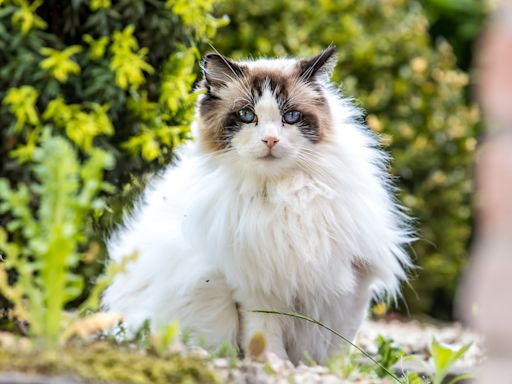 Cat Is Basically a 'Disney Princess' When It Comes To Charming Woodland Creatures Outside Her Door