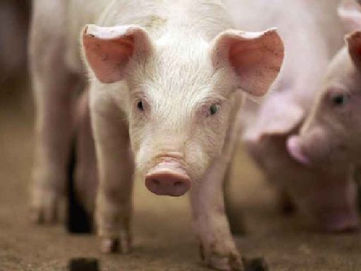 Kerala: 310 pigs culled in Thrissur district after African Swine Fever outbreak