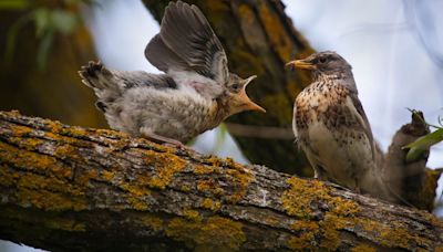 So THAT's Why Birds Sing Louder In The Morning