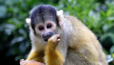 Blumenthal, Murphy propose law to ban owning monkeys