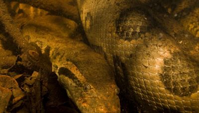Giant green anaconda found dead in the Brazilian Amazon, possibly killed by gunshot