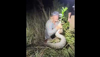 Pitón birmana regurgita una iguana al ser capturada por cazadores en los Everglades