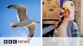 9-year-old British boy wins Europe-wide Imitation Seagull Screeching Competition
