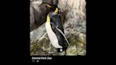 King penguin at NY zoo has hurt foot — so Broadway costume designer makes custom boot