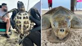 Injured hawksbill and Kemp's ridley sea turtles being nursed back to health in Galveston
