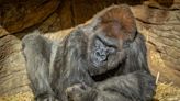Winston, un querido gorila del Zoológico Safari Park de San Diego, muere a los 52 años